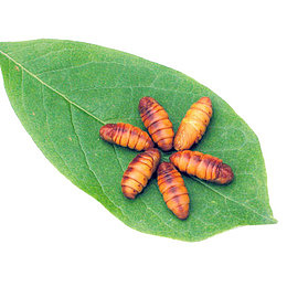 破茧而出破茧蝴蝶茧高清免扣素材