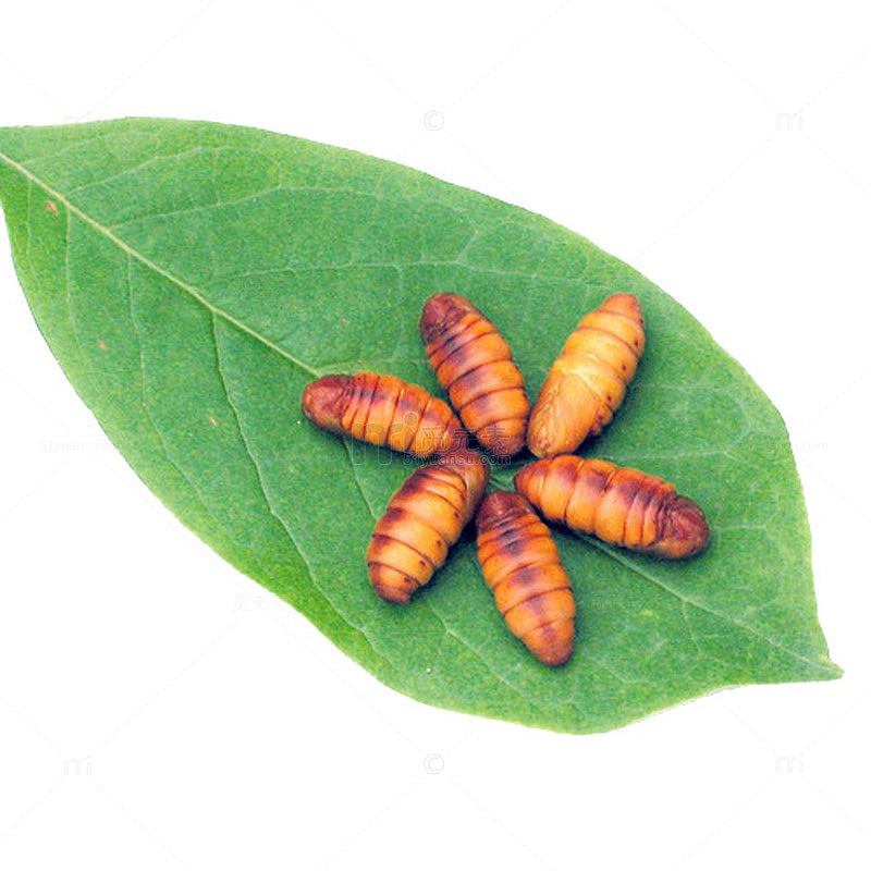 破茧而出破茧蝴蝶茧高清免扣素材