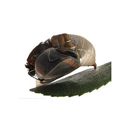 破茧茧蚕蚕茧高清免扣素材