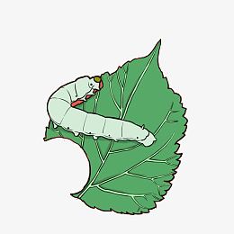 png实物桑叶桑蚕丝蚕茧pngpng卡通蚕吐丝辅音插画pngpng桑叶上的蚕茧