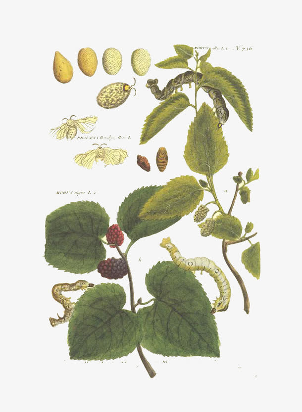 破茧而出高清免扣素材