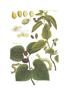 破茧而出高清免扣素材