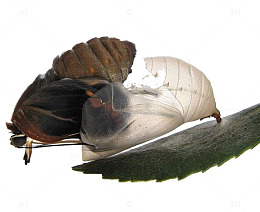 破茧而出高清免扣素材