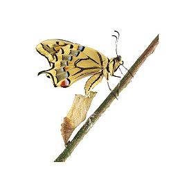 蝴蝶茧高清免扣素材