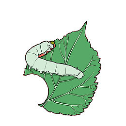蚕宝宝桑叶