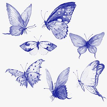 飞舞的蝴蝶(1024x1024)png鸟羽毛彩色  梦幻炫彩蝴蝶翅膀(1088x562)