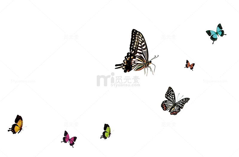 一群美丽的蝴蝶