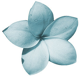 鲜花边框素材植物花卉素材  蓝