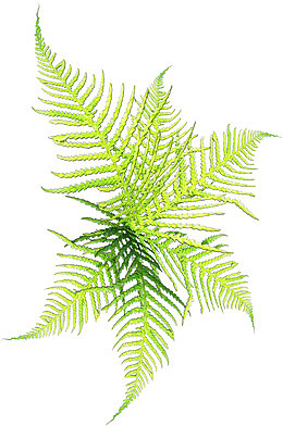 花草图案水彩花草素材