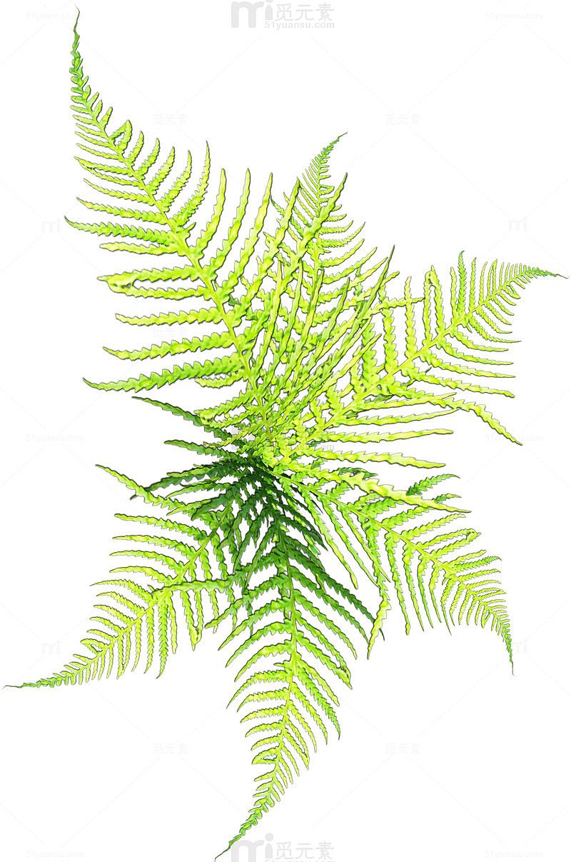 花草图案水彩花草素材