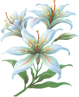 花草标签唯美花草图片