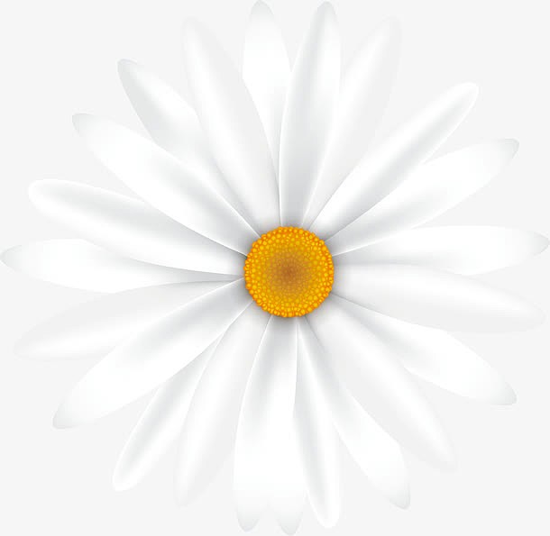 一朵白色的小雏菊