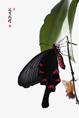 png破茧成蝶pngpng蝴蝶铁索pngpng破茧成蝶水蝶pngaipng矢量图美丽的