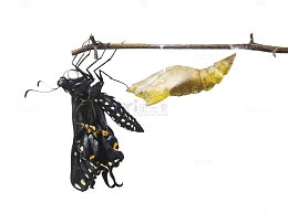 破茧成蝶高清免扣素材