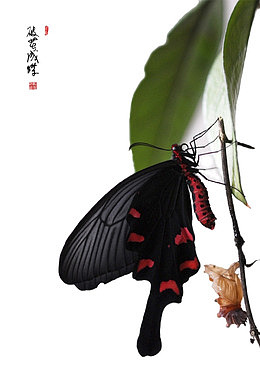 破茧成蝶