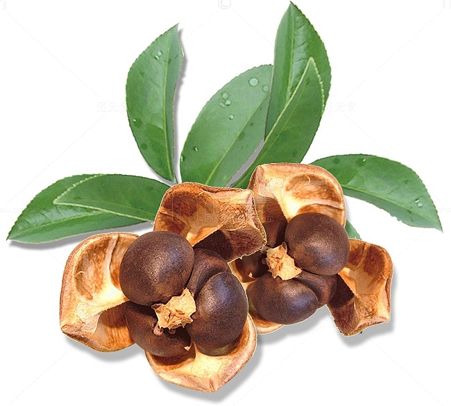 茶籽带叶果实