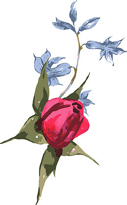 玫瑰花