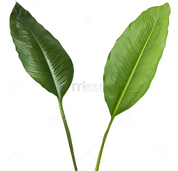 大片芭蕉叶效果植物绿色