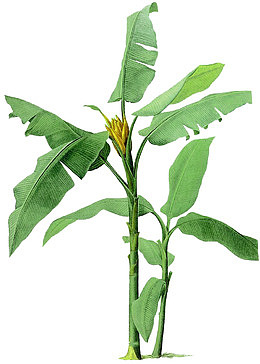 植物树叶芭蕉叶绿色卡通效果