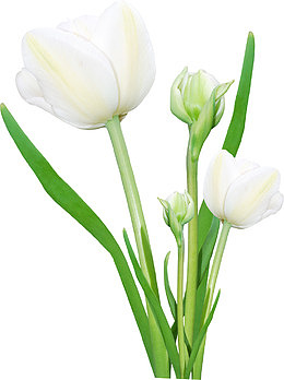 植物卡通小清新绿色百合花