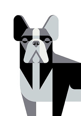 黑白灰斗牛犬