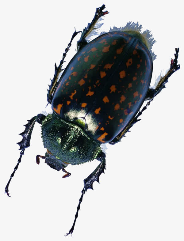 斑点昆虫素材免费下载_觅元素