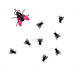 苍蝇