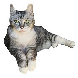 卧倒猫咪