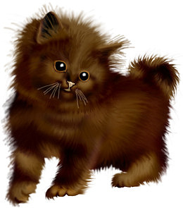 棕色猫咪
