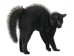 炸毛的猫