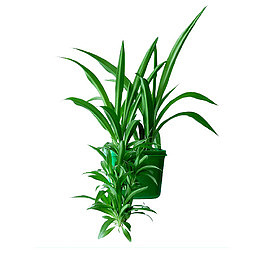 绿萝花盆栽