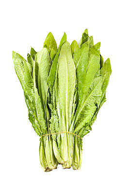 油麦菜图片