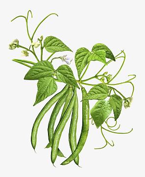 四季豆插画(840x1024)png简约虾粥美食设计(2200x3300)psdpng果蔬沙拉