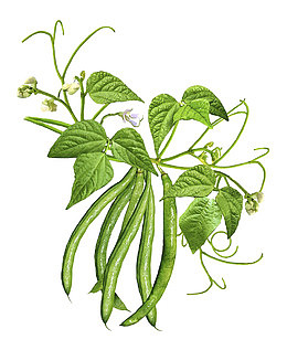 四季豆插画
