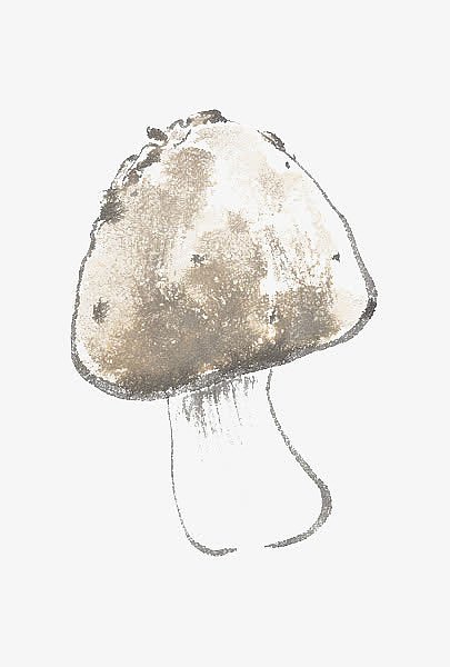 鸡枞菌蘑菇