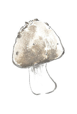 鸡枞菌蘑菇