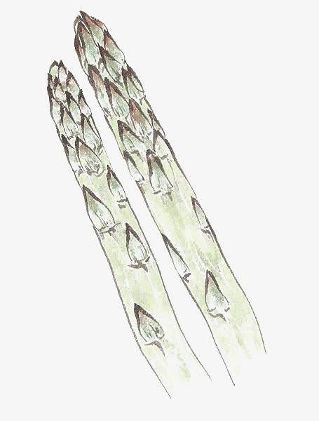 关键词 : 蔬菜,芦笋,有机蔬菜,绿色蔬菜,新鲜,手绘,水墨[声明] 觅元素