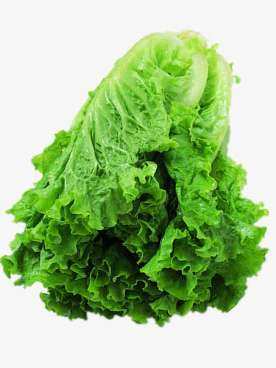 新鲜的生菜素材免费下载_觅元素