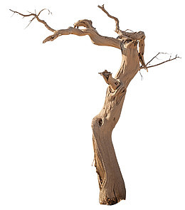 创意合成设计干枯的树干