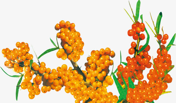 授权对象暂无授权使用范围仅供学习交流使用psdpng沙棘 沙漠 植物果