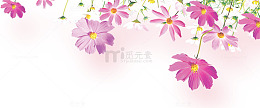 好看的花朵