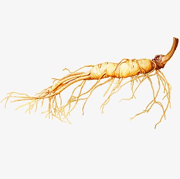 中药野人参素材-中药野人参图片元素-觅元素