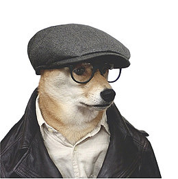 戴眼镜的柴犬素材图片