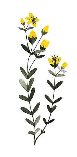 黄色小花