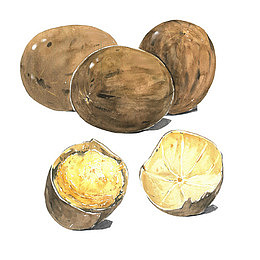 罗汉果手绘画素材图片