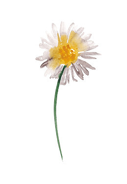 白色小花