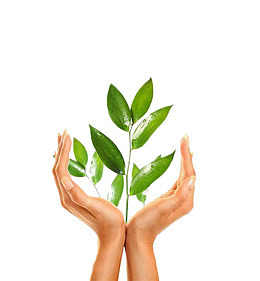 托着绿叶的手