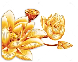 金色质感荷花