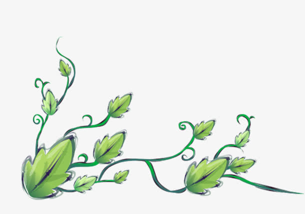 牵牛花叶子