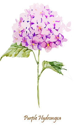 水彩绣球花矢量素材